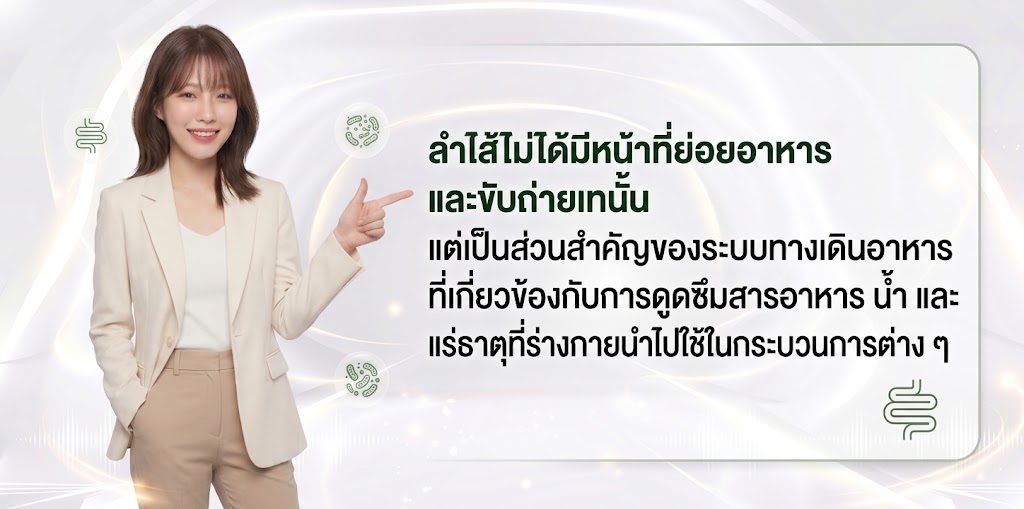 ทำไมลำไส้จึงสำคัญต่อสุขภาพ